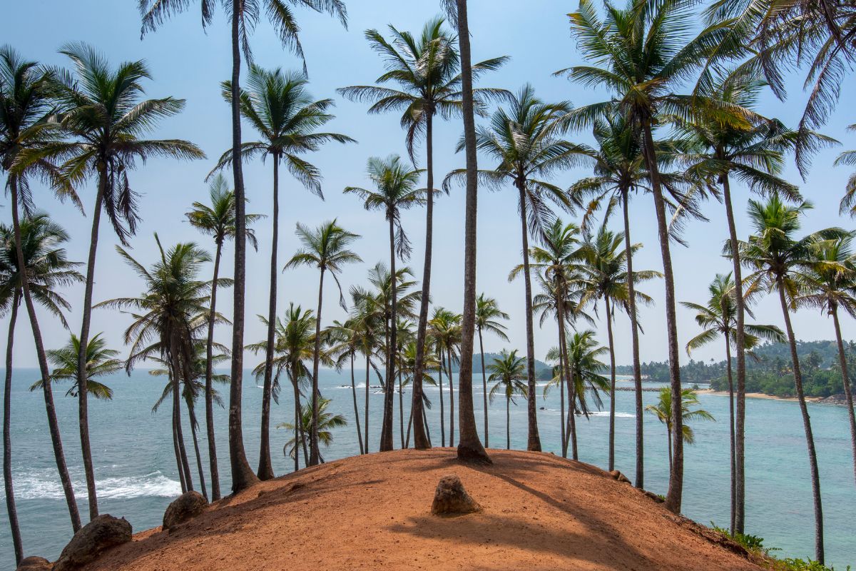 21 things to do in Sri Lanka: Coconut hill