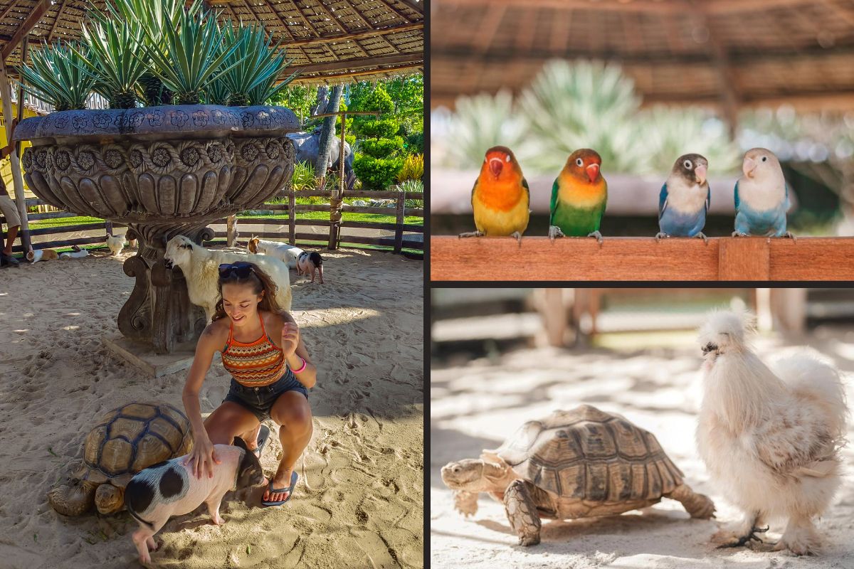 Thavorn Palm Beach Resort - Animals (1)